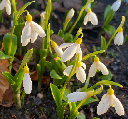 Galanthus 'Elizabeth Harrison'